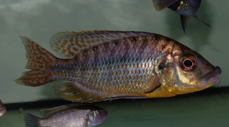 Protomelas ornatus 'Magunga'